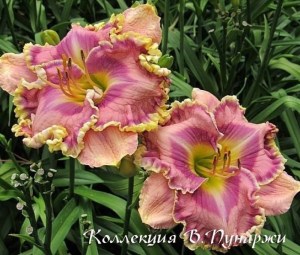 venetian ruffles